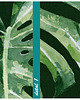 obrazy Obraz na płótnie ROŚLINKA MONSTERA 70x100cm 3