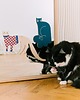 plakaty Plakat Pickle the cat - dekoracja ścienna 3