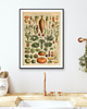 grafiki i ilustracje PLAKAT warzywa, vintage ilustracja do kuchni 1