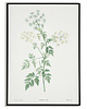 plakaty Plakat botaniczny ilustracja z kwiatem Cykuta 2