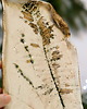 patery i talerze Patera 2