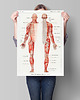 plakaty Plakat Anatomia człowieka 1