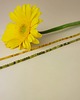 chokery CHOKER VERA z granatem i literką - srebrny 2