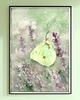 plakaty Plakat Motyl 2