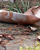 patery i talerze Patera ,,Kurinuki" - oryginalna i ozdobna 2