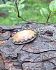 wisiory Jaspis piaskowy - wisiorek 1