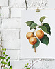plakaty Plakat Morela vintage 2