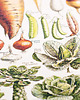 grafiki i ilustracje grafika Legumes et Plantes Potageres (reprint) 3