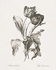 grafiki i ilustracje Zestaw Grafik Botanicznych Vintage  1