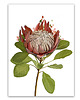 plakaty PLAKAT (poster) KWIAT PROTEA 1