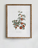 plakaty Plakat- Pomidory 1