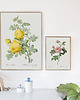 plakaty Rosa sulfurea - Plakat botaniczny - Retro 1