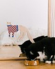plakaty Plakat Nuddle the cat - dekoracja ścienna 2