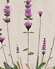 plakaty 3 ilustracje botaniczne | 50x70 cm 2