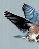 grafiki i ilustracje Plakat, kolaż Bluebird 2