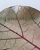 patery i talerze Podstawka ceramiczna liść 5