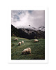 plakaty Plakat SHEEPS 2