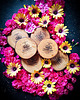 podkładki do kuchni Podkładki z Czeremchy Drewniane podkładki pod kubek Wood Coasters 6 sztuk 8