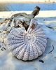 torebki mini Seashell Bag MINI - torba w kształcie muszli 4