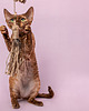 Zabawki dla zwierząt Wędka WILD CAT z chwostem classic & BIRD 1