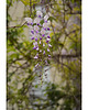fotografia Zwisająca wisteria 1