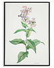 plakaty Plakat botaniczny GRAFIKA Lewkonia Vintage 2