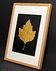 Ozdoby na ścianę Złoty Liść Platan Klonolistny w Dębowej Ramie 20x30cm. Naturalny Obraz 1