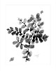plakaty Print Plant, 50x70 cm 1