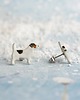kolczyki ceramiczne Jack russell terrier mini- ceramiczne kolczyki 1
