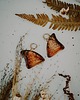 kolczyki - inne Kolczyki bursztynowe motyle 2