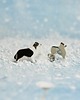 kolczyki ceramiczne Border collie - ceramiczne kolczyki 1
