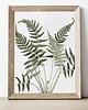 plakaty Plakat Paproć Blechnum 1