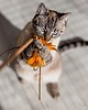 Zabawki dla zwierząt Wędka z rzemieniami THREE CRAZY CATS złota 4