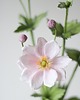 dodatki - różne Dekoracja botaniczna, kwiaty z papieru - anemony, zawilce 7