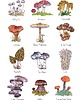 grafiki i ilustracje Grzyby- grafika na ścianę- ilustracja- grzybki 3