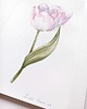 obrazy "Delikatny różowy tulipan" 20*30 cm/ akwarela 1