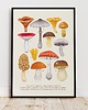 plakaty Plakat "Grzyby" 30x40 cm na kremowym tle 1
