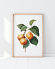 plakaty Plakat Morela vintage 4