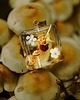 wisiory Fruit gems -  naszyjnik z poziomką, las w naszyjniku 1