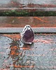 pierścionki - różne Ametyst - pierścionek regulowany 3