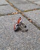 pierścionki - różne Wyraźnie widać - pierścionek regulowany 1