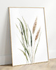 obrazy Bawełna i Pampas Grass - Zestaw dwóch grafik botanicznych 5