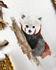 obrazy Akwarela panda czerwona 1