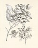 grafiki i ilustracje Zestaw Grafik Botanicznych Vintage 1