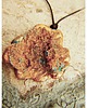 wisiory WOOD MOOD amulet 1