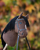 zabawki - inne Hobby Horse + ogłowie skórzane + wodze 1