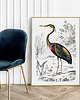 plakaty Plakat Ptak vintage 2