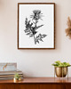 grafiki i ilustracje PLAKAT szkic botaniczny, polne kwiaty grafika, rycina oset 6