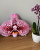 poduszki z grafiką Poduszka Duży Storczyk Orchidea Phalaenopsis 1