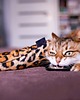 Zabawki dla zwierząt Zabawka dla kota kopacz kick & hug ze sznureczkami i kocimiętką JAGUAR 6